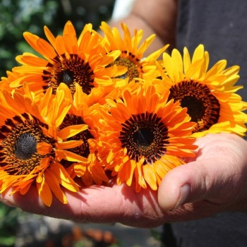 Venidie orange (Samen)