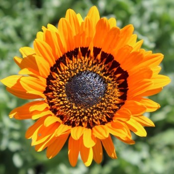 Venidie orange (Samen)