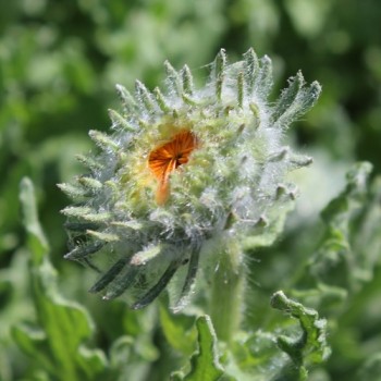 Venidie orange (Samen)
