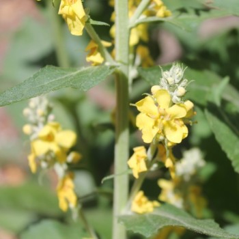 Königskerze kleinblütig (Samen)