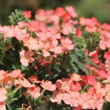 Verbene Apricot Shades (Samen)