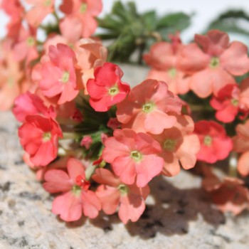 Verbene Apricot Shades (Samen)
