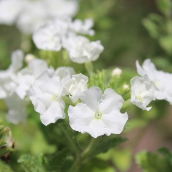Verbene White (Samen)