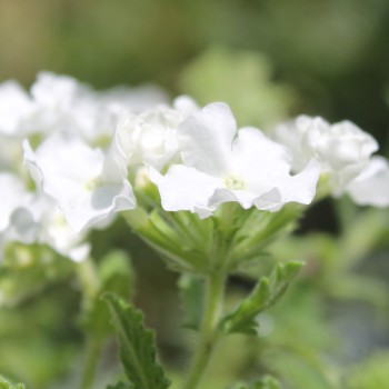 Verbene White (Samen)
