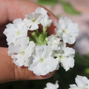Verbene White (Samen)