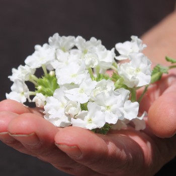 Verbene White (Samen)