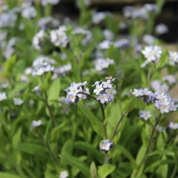Vergissmeinnicht Lavender Gem (Samen)