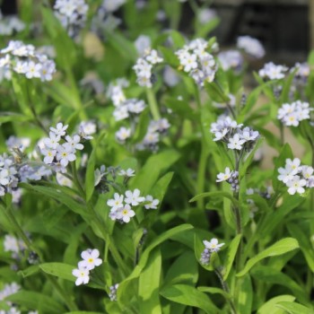 Vergissmeinnicht Lavender Gem (Samen)