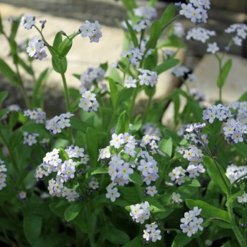 Vergissmeinnicht Lavender Gem (Samen)