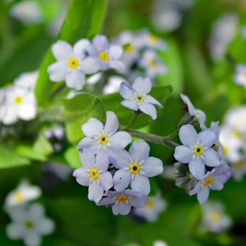 Vergissmeinnicht Lavender Gem (Samen)