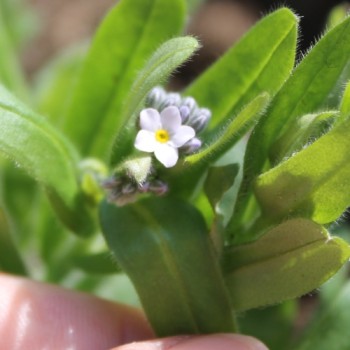 Vergissmeinnicht Lavender Gem (Samen)