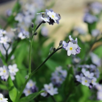 Vergissmeinnicht Lavender Gem (Samen)