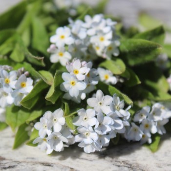 Vergissmeinnicht White Gem (Samen)