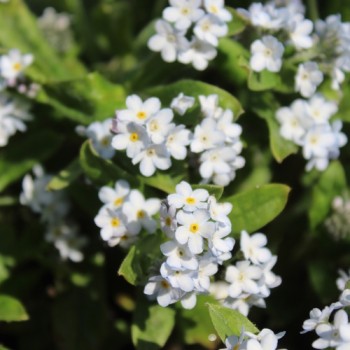 Vergissmeinnicht White Gem (Samen)