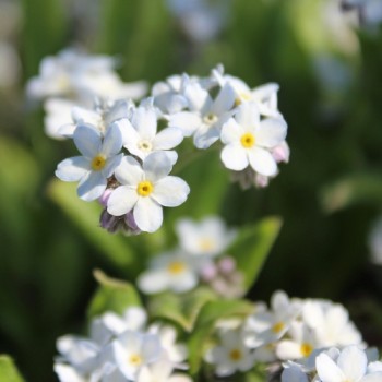 Vergissmeinnicht White Gem (Samen)