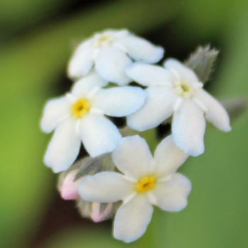 Vergissmeinnicht White Gem (Samen)