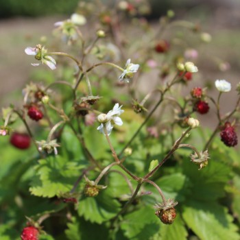 Walderdbeere Plena (Pflanze)