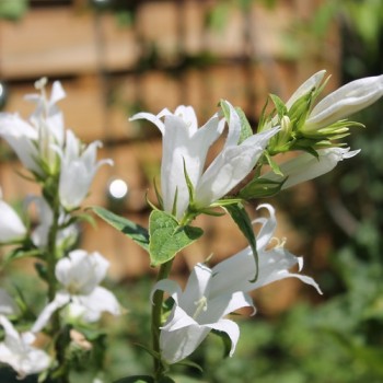 Waldglockenblume weiß (Samen)