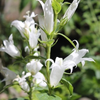 Waldglockenblume weiß (Samen)