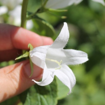 Waldglockenblume weiß (Samen)