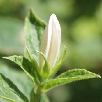 Waldglockenblume weiß (Samen)