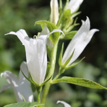 Waldglockenblume weiß (Samen)