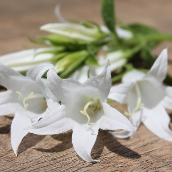 Waldglockenblume weiß (Samen)