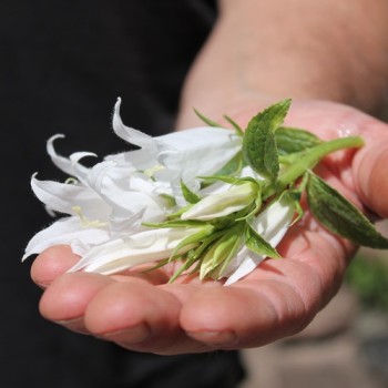 Waldglockenblume weiß (Samen)