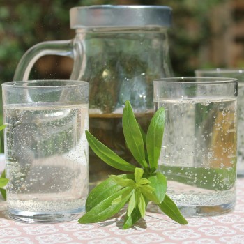 Waldmeister (Samen)