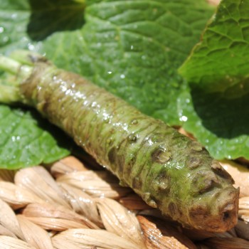 Wasabi (Pflanze)