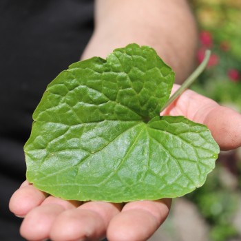 Wasabi (Pflanze)