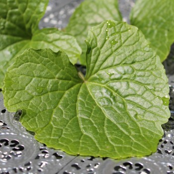 Wasabi (Pflanze)