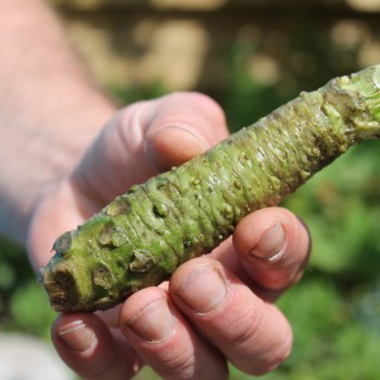 Wasabi (Pflanze)
