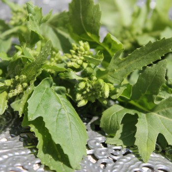 Wasabi-Rauke (Samen)