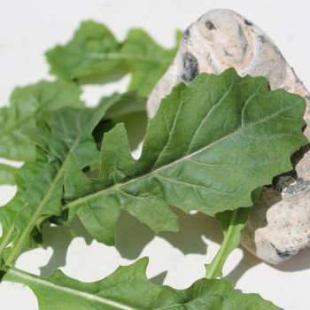 Wasabi-Rauke (Samen)