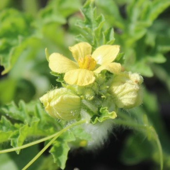 Wassermelone Bush Sugar Baby (Samen)