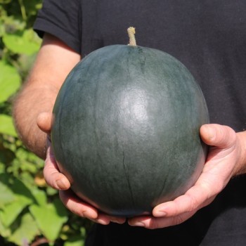 Wassermelone Bush Sugar Baby (Samen)