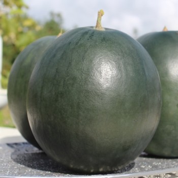 Wassermelone Bush Sugar Baby (Samen)