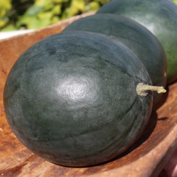 Wassermelone Bush Sugar Baby (Samen)