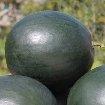 Wassermelone Bush Sugar Baby (Samen)