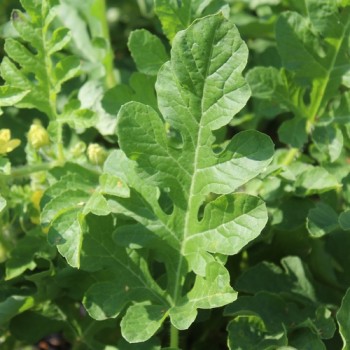Wassermelone Bush Sugar Baby (Samen)