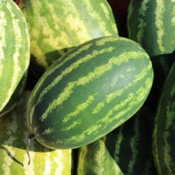 Wassermelone Cal Sweet (Samen)