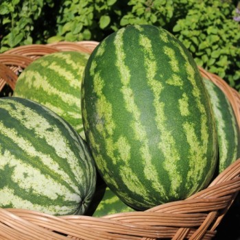 Wassermelone Cal Sweet (Samen)