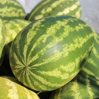 Wassermelone Cal Sweet (Samen)