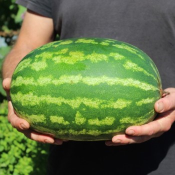 Wassermelone Cal Sweet (Samen)