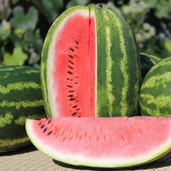 Wassermelone Cal Sweet (Samen)