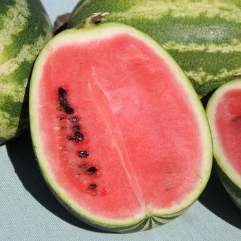 Wassermelone Cal Sweet (Samen)