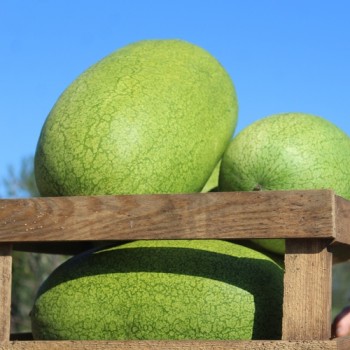 Wassermelone Charleston Gray (Samen)