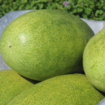 Wassermelone Charleston Gray (Samen)