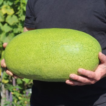 Wassermelone Charleston Gray (Samen)